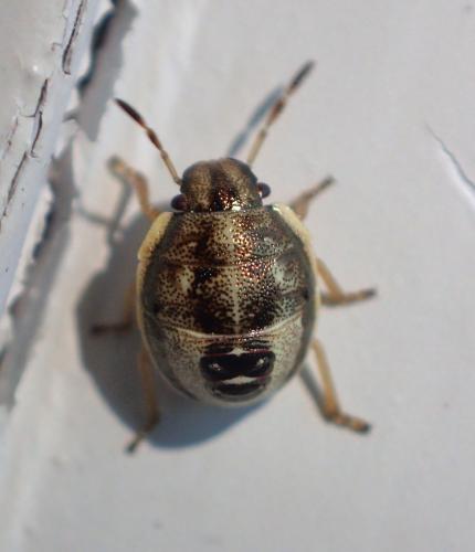 Réf. 189 565 : Holcostethus sp.